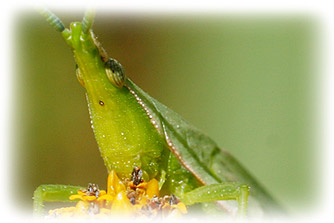 An actual image taken with DCR Macro lens.