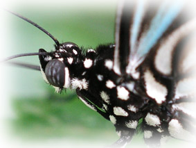 An actual image taken with DCR Macro lens.