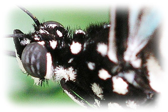 An actual image taken with DCR Macro lens.